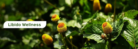 Libido Wellness