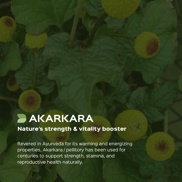 Akarkara Root Powder  ( Anacyclus Pyrethrum, Pellitory )