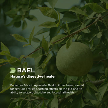 Bael / Bilva Fruit Powder  Aegle Marmelos