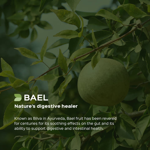 Bael / Bilva Fruit Powder  Aegle Marmelos