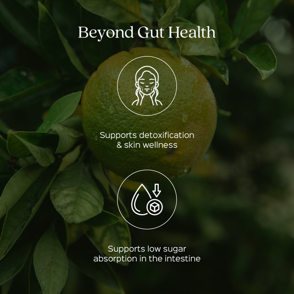 Bael / Bilva Fruit Powder  Aegle Marmelos