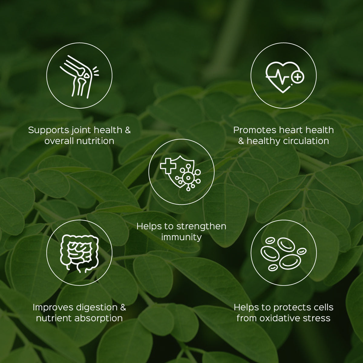 Moringa/ Shigru Leaves Powder  Moringa Oleifera