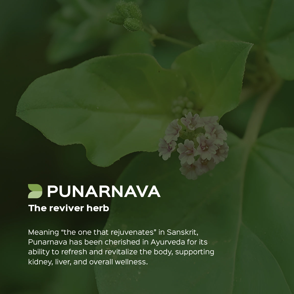 Punarnava Root Powder  Boerhavia Diffusa