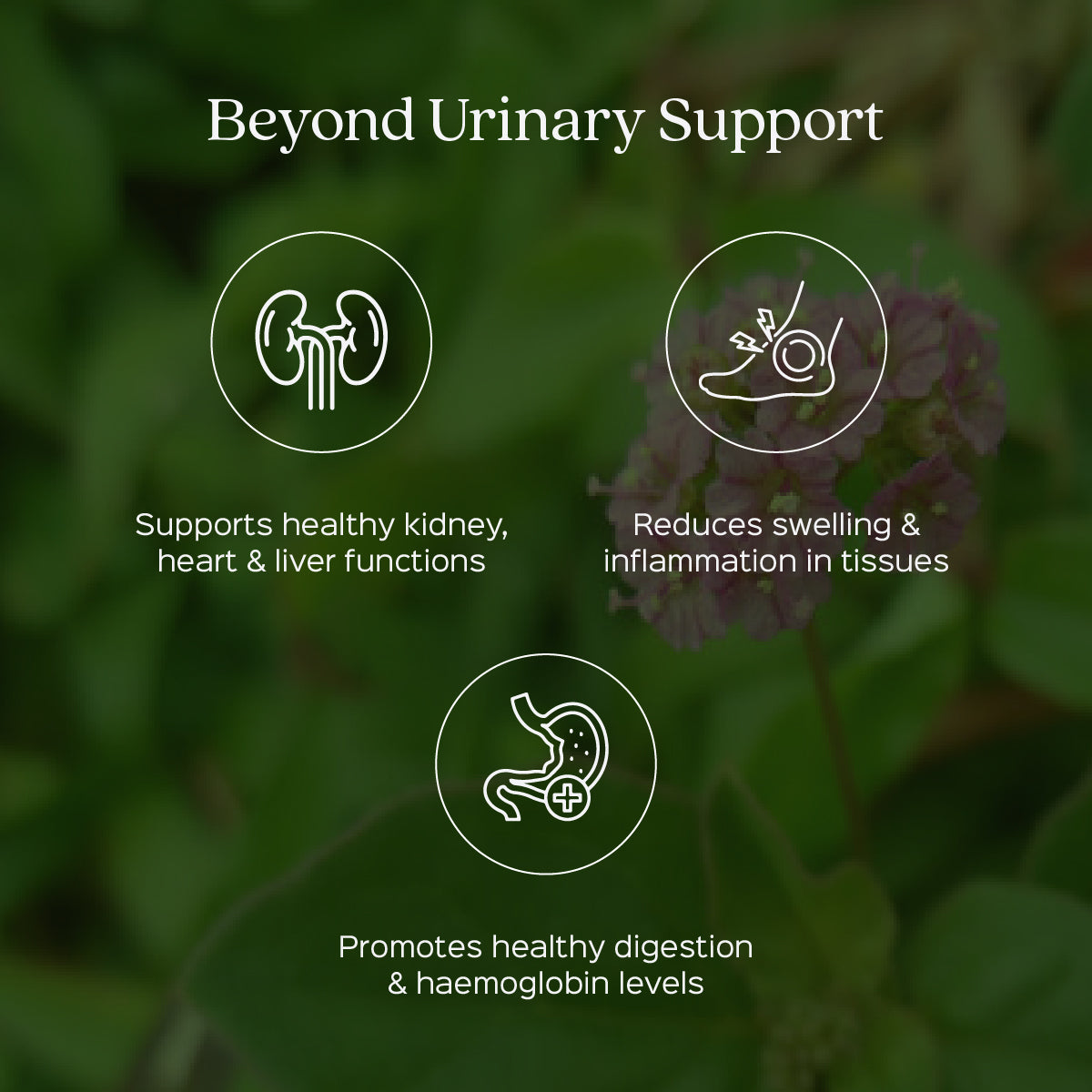 Punarnava Root Powder  Boerhavia Diffusa