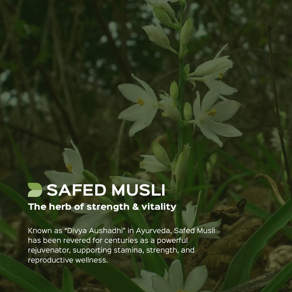 Safed Musli Root Powder Chlorophytum Borivilianum