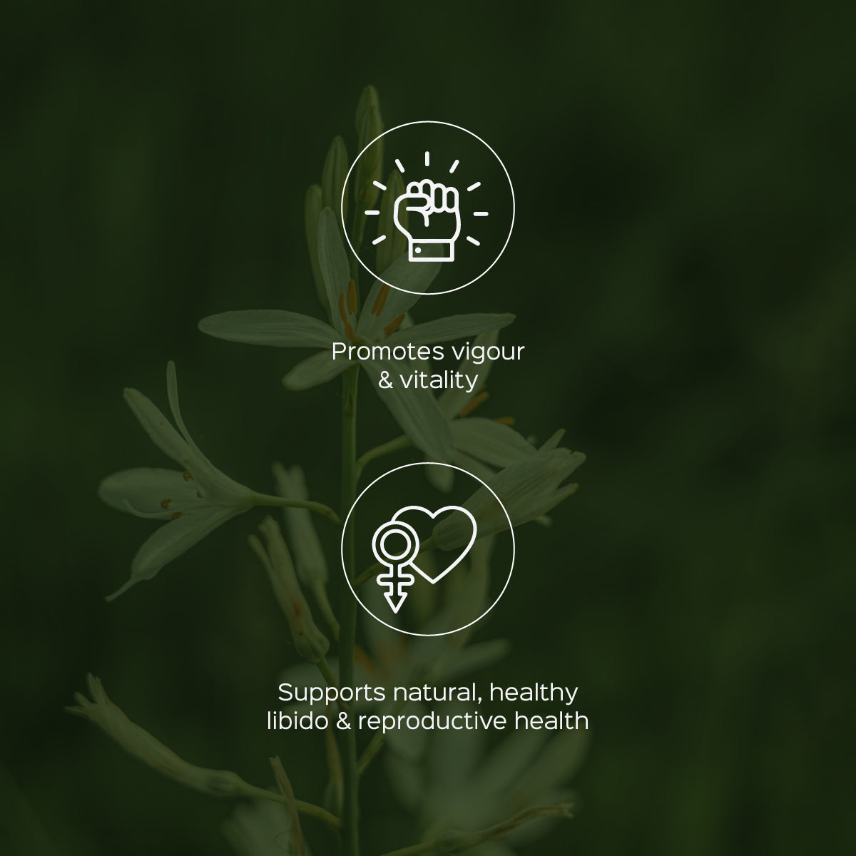 Safed Musli Root Powder Chlorophytum Borivilianum