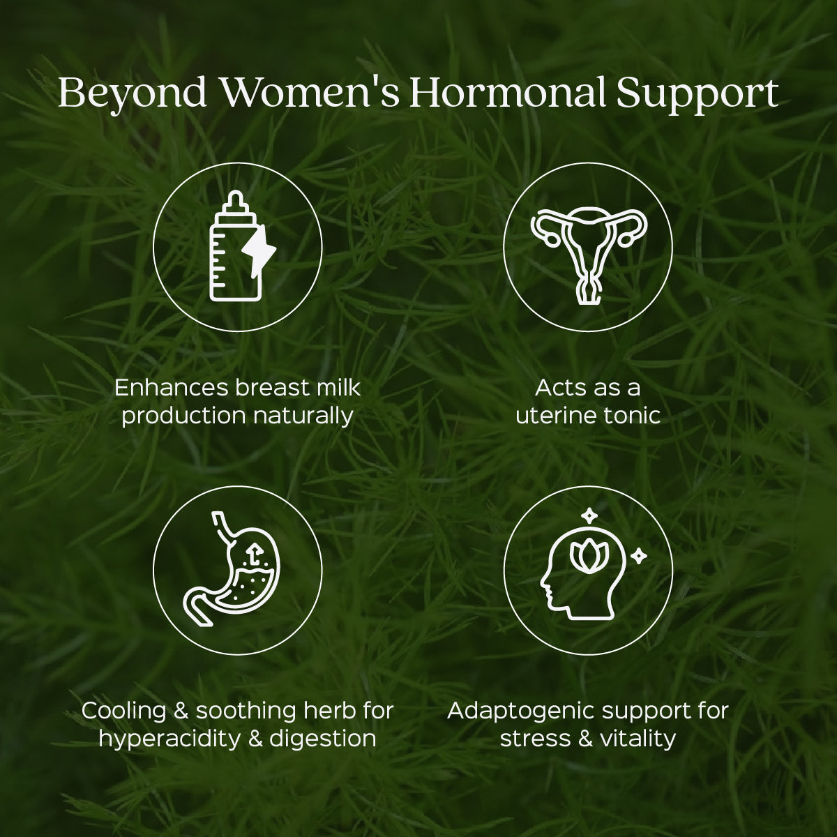 Shatavari Root Powder  Asparagus Racemosus