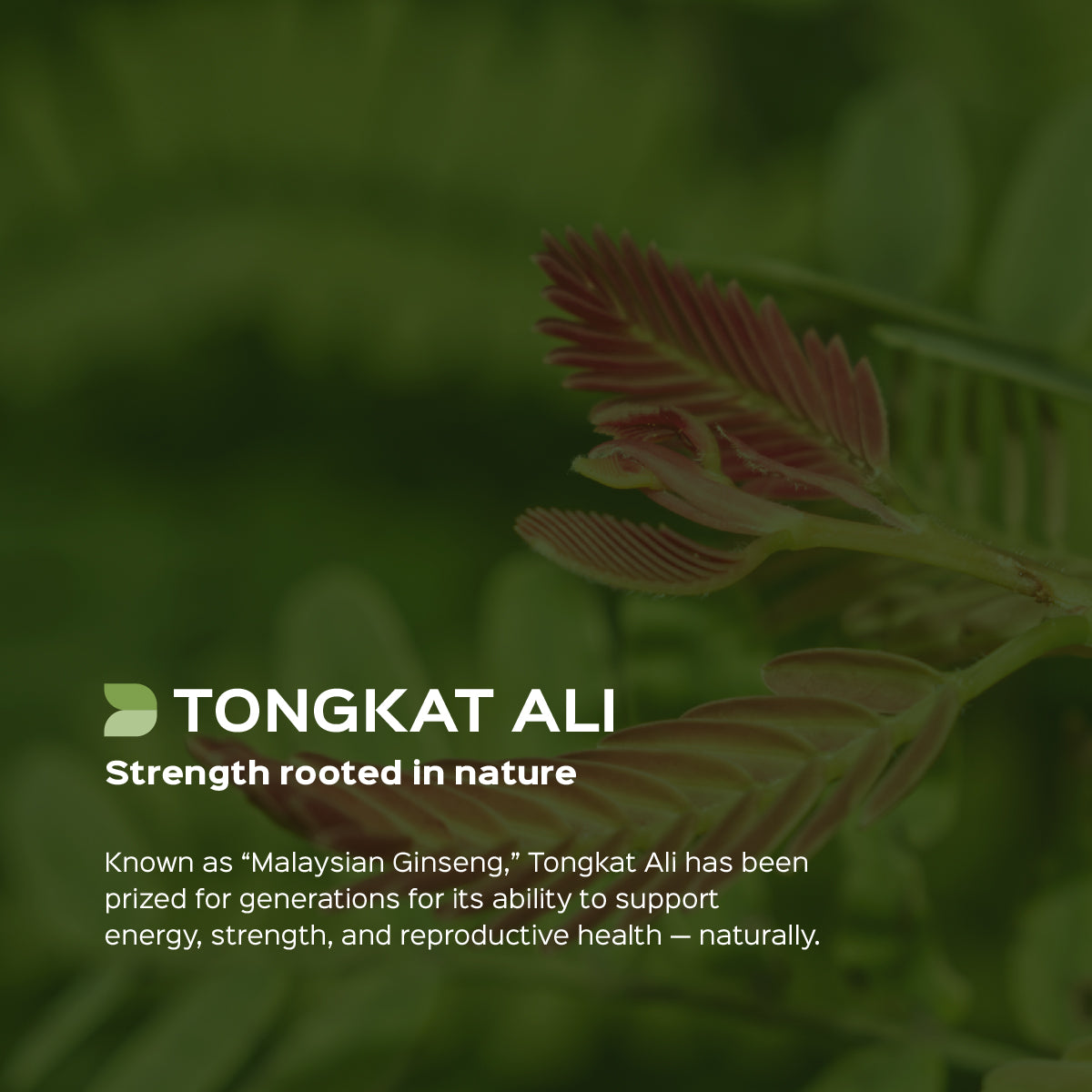 Tongkat ali Root Powder  Eurycoma longifolia