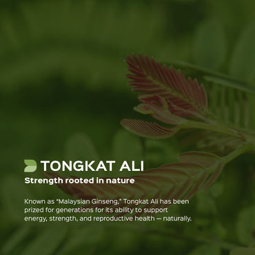 Tongkat ali Root Powder  Eurycoma longifolia