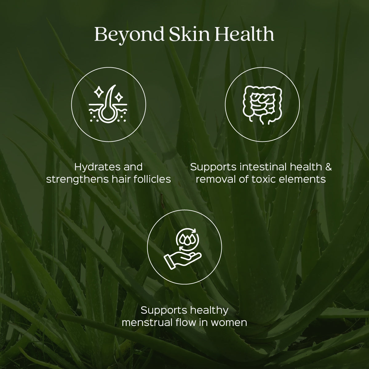 Aloe vera / Kumari Leaves Powder  Aloe Barbadensis