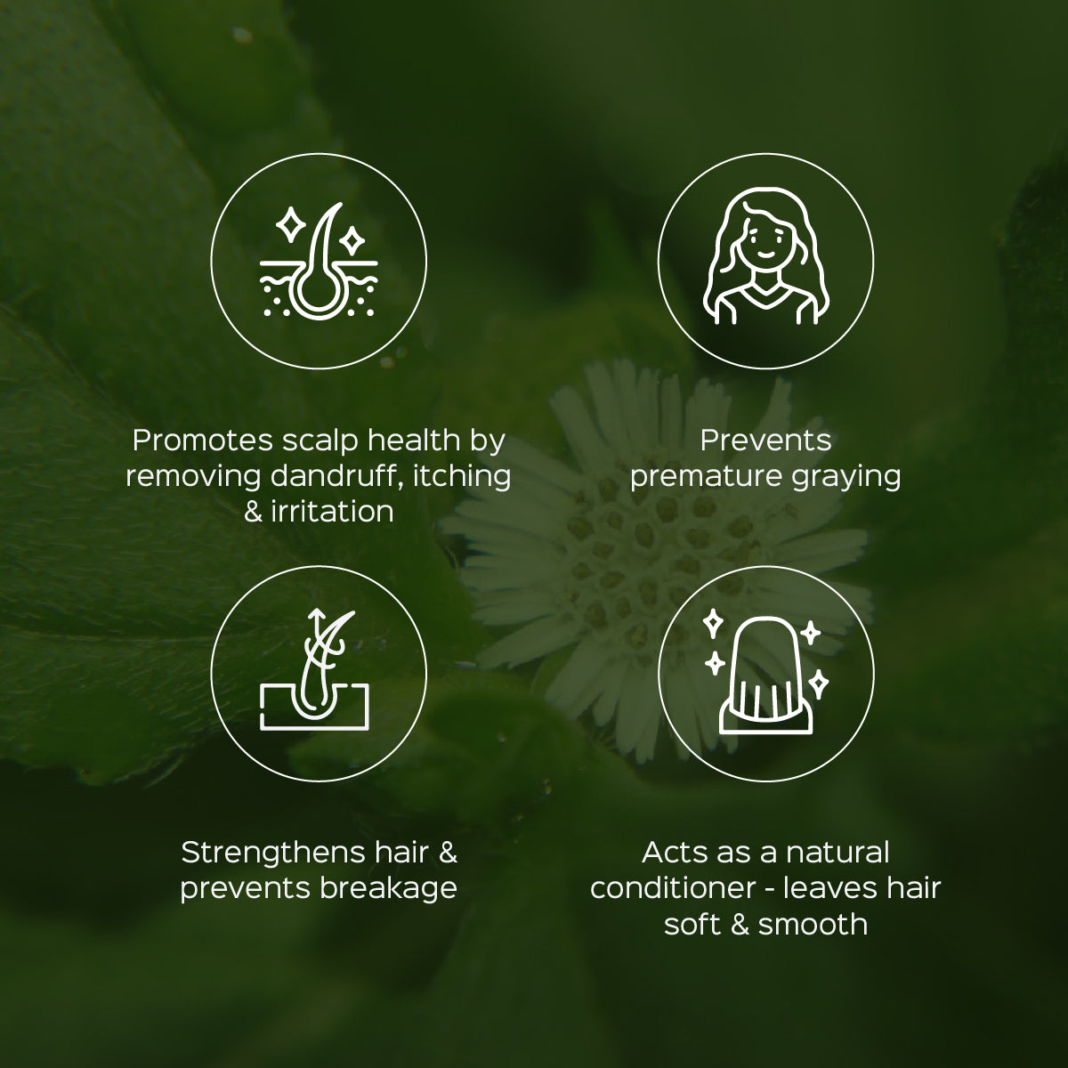 Bhringaraj Powder Eclipta Alba