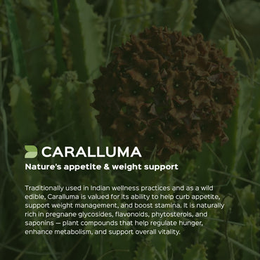 Caralluma Herb Powder  Caralluma fimbriata