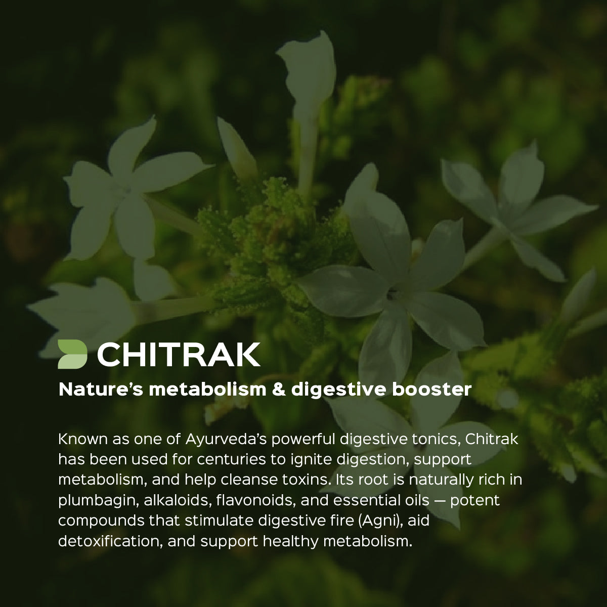 Chitrak Root Powder  Plumbago Zeylanica