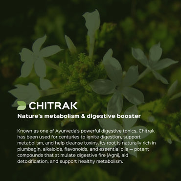 Chitrak Root Powder  Plumbago Zeylanica