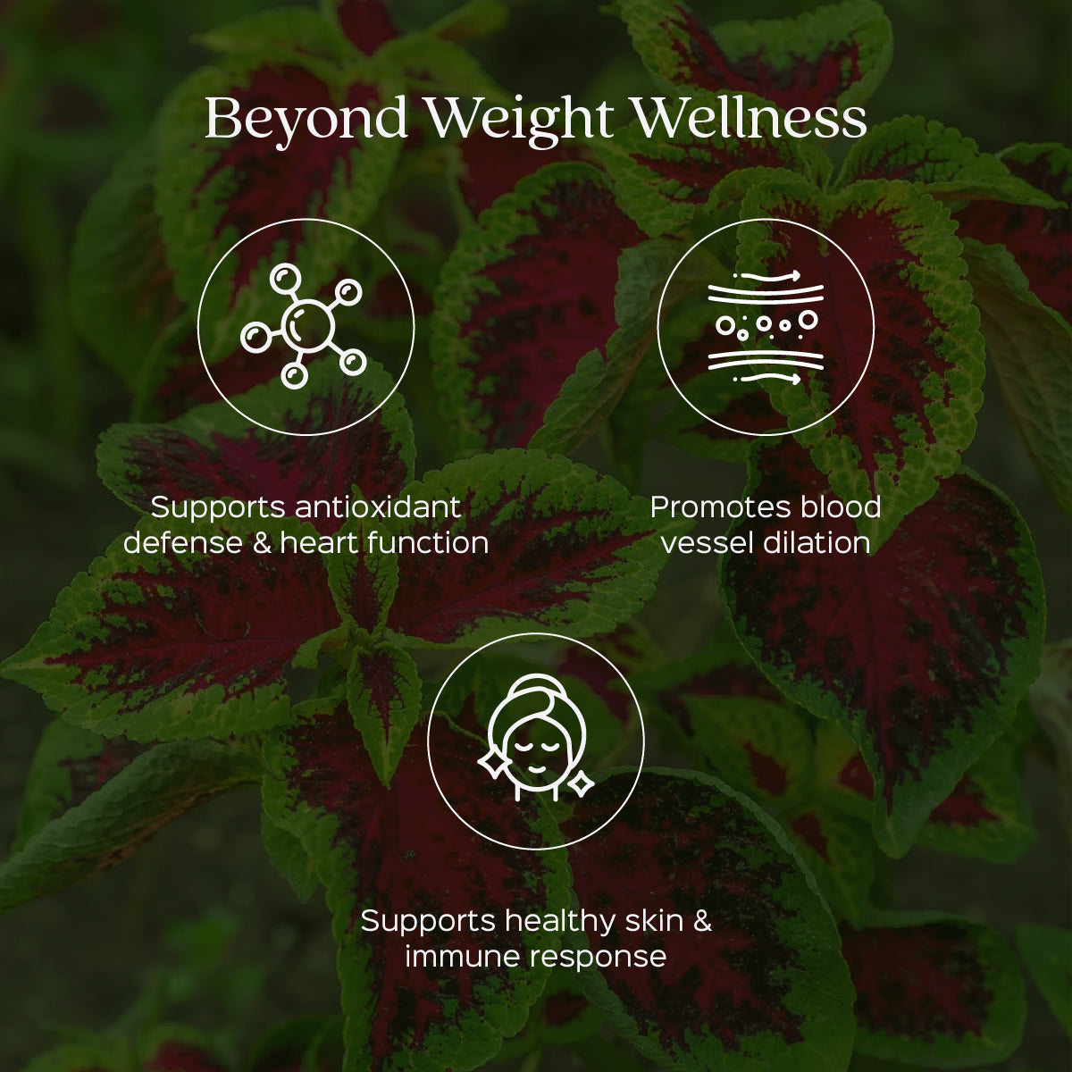 Coleus / Gandira Root Powder Coleus Forskohlii