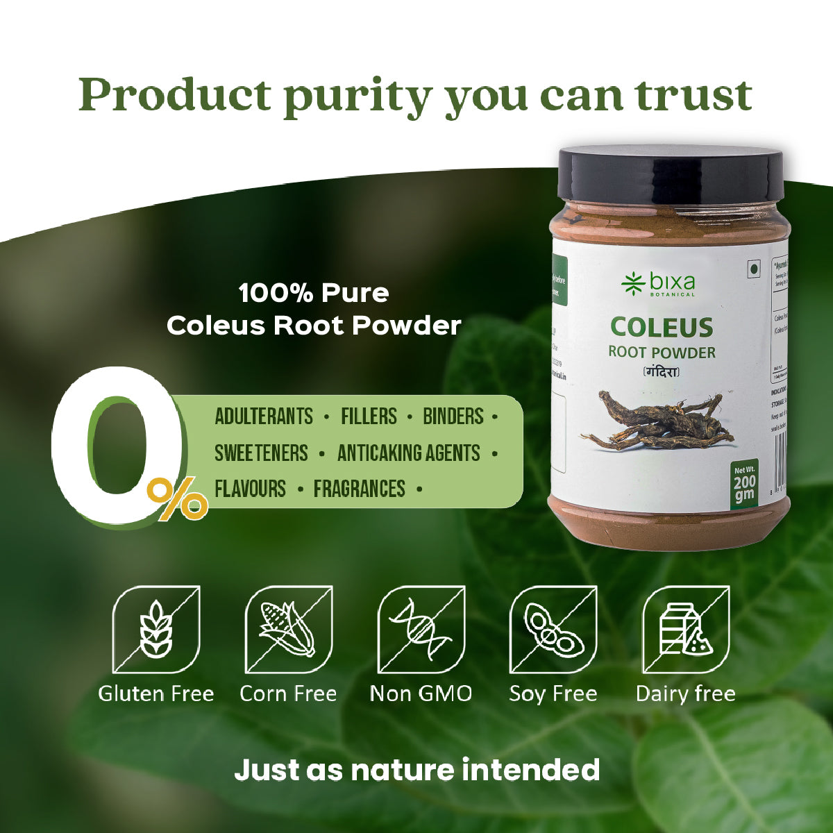 Coleus / Gandira Root Powder Coleus Forskohlii