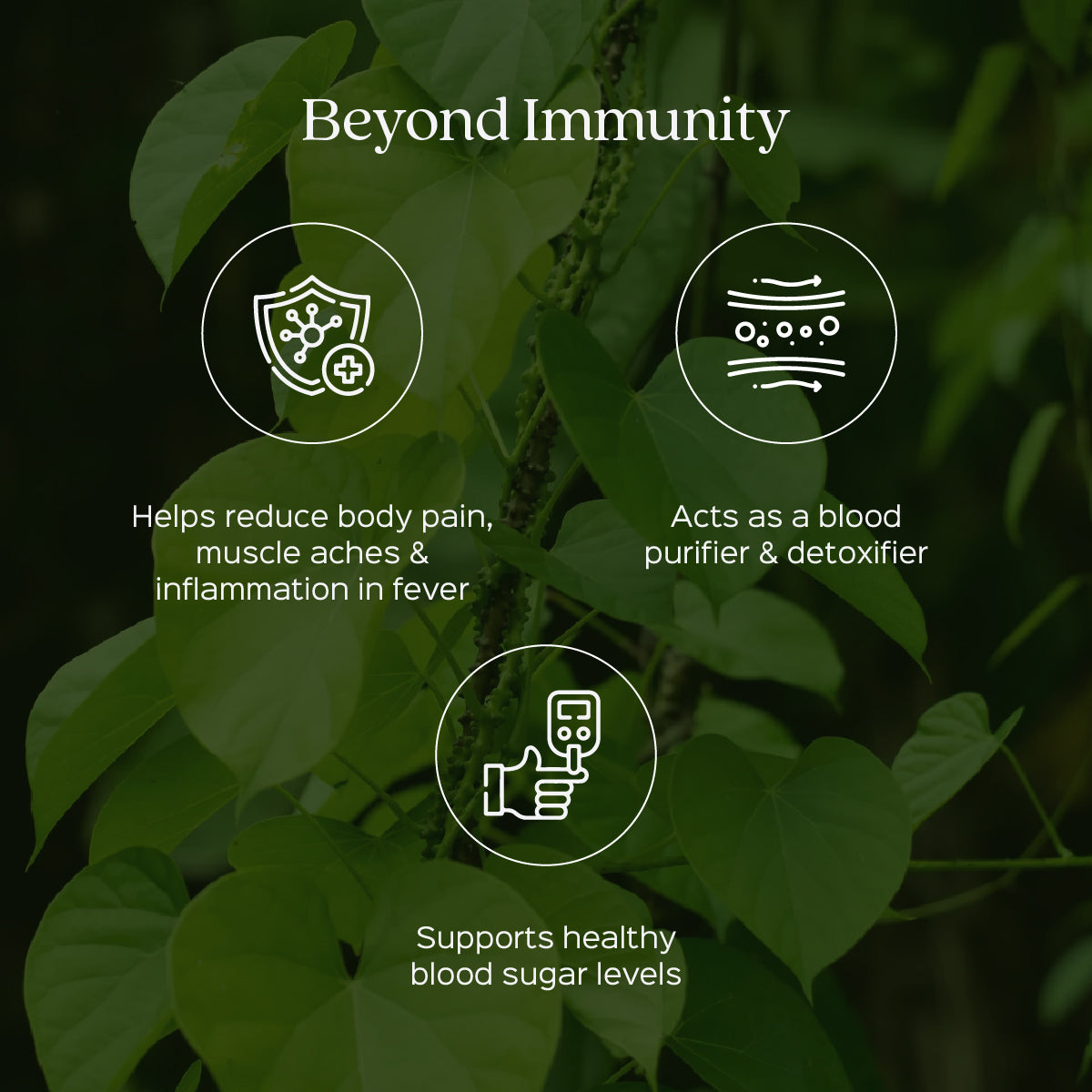 Giloy Powder ( Guduchi )  Tinospora Cordifolia