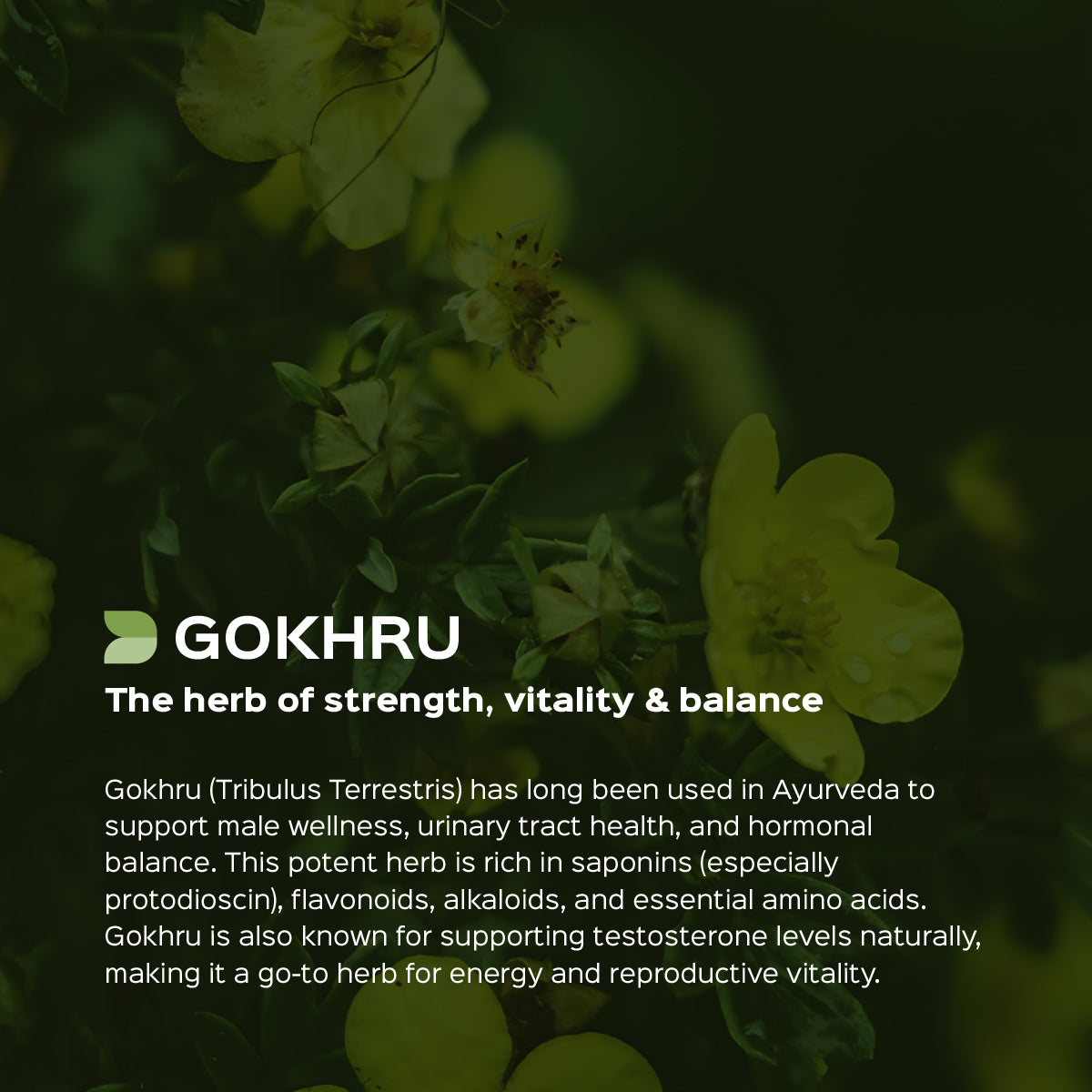 Gokhru / Gokshura Powder  Tribulus Terresteris