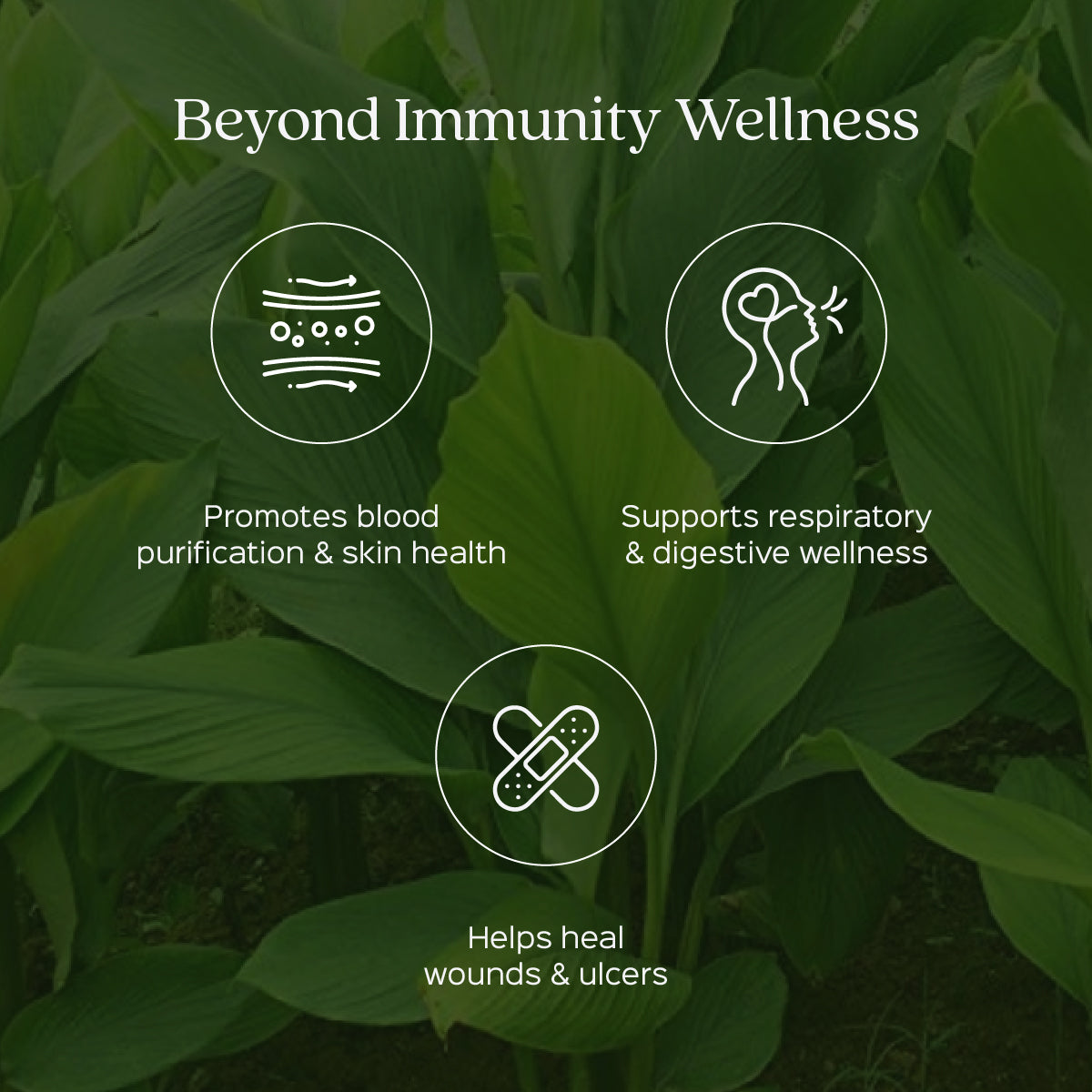 Haldi/ Turmeric Powder Curcuma Longa