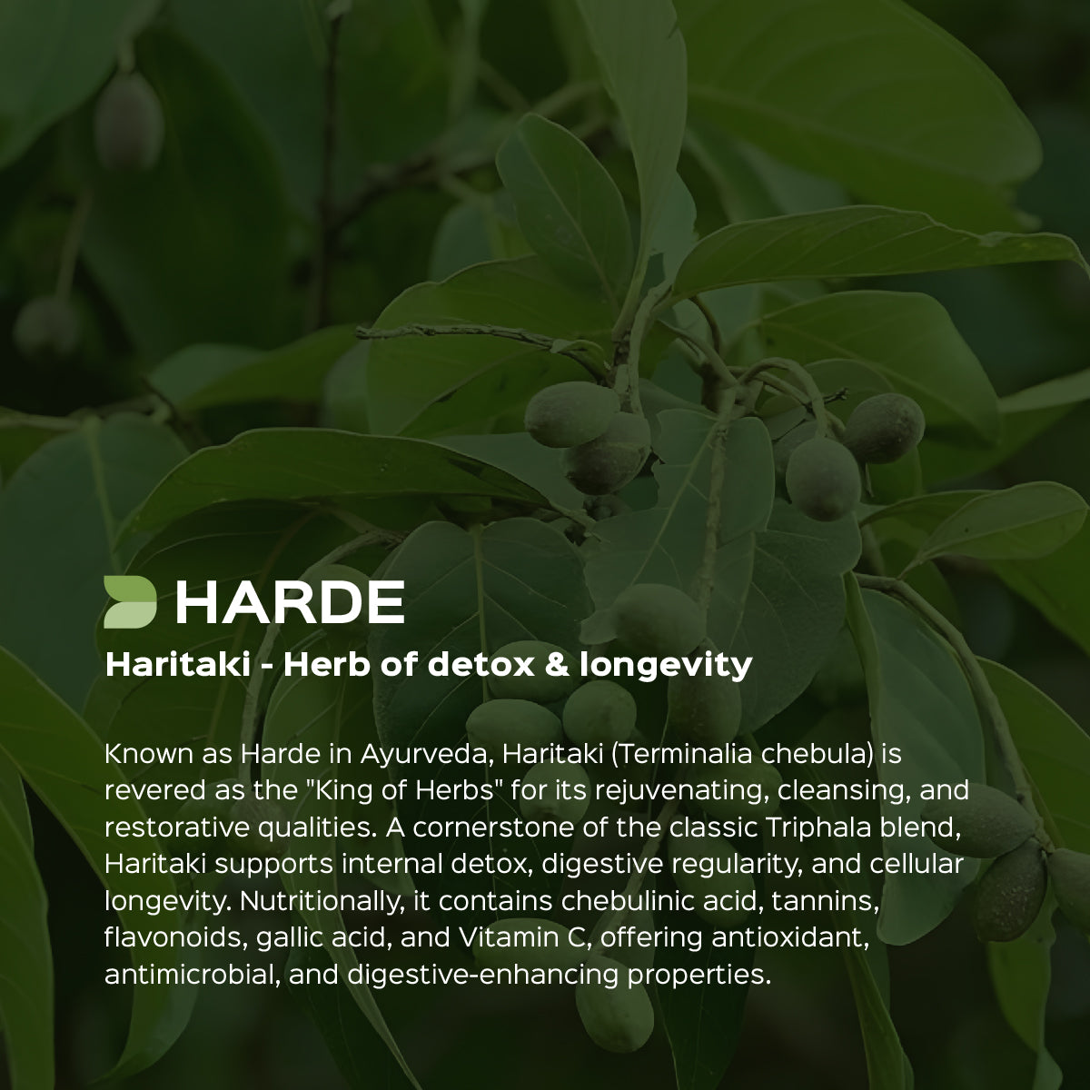 Harde / Haritaki Powder Terminalia Chebula
