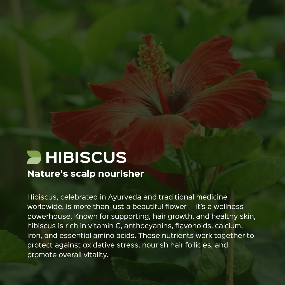 Hibiscus/ Jaswand Flower Powder  Hibiscus Sabdariffa