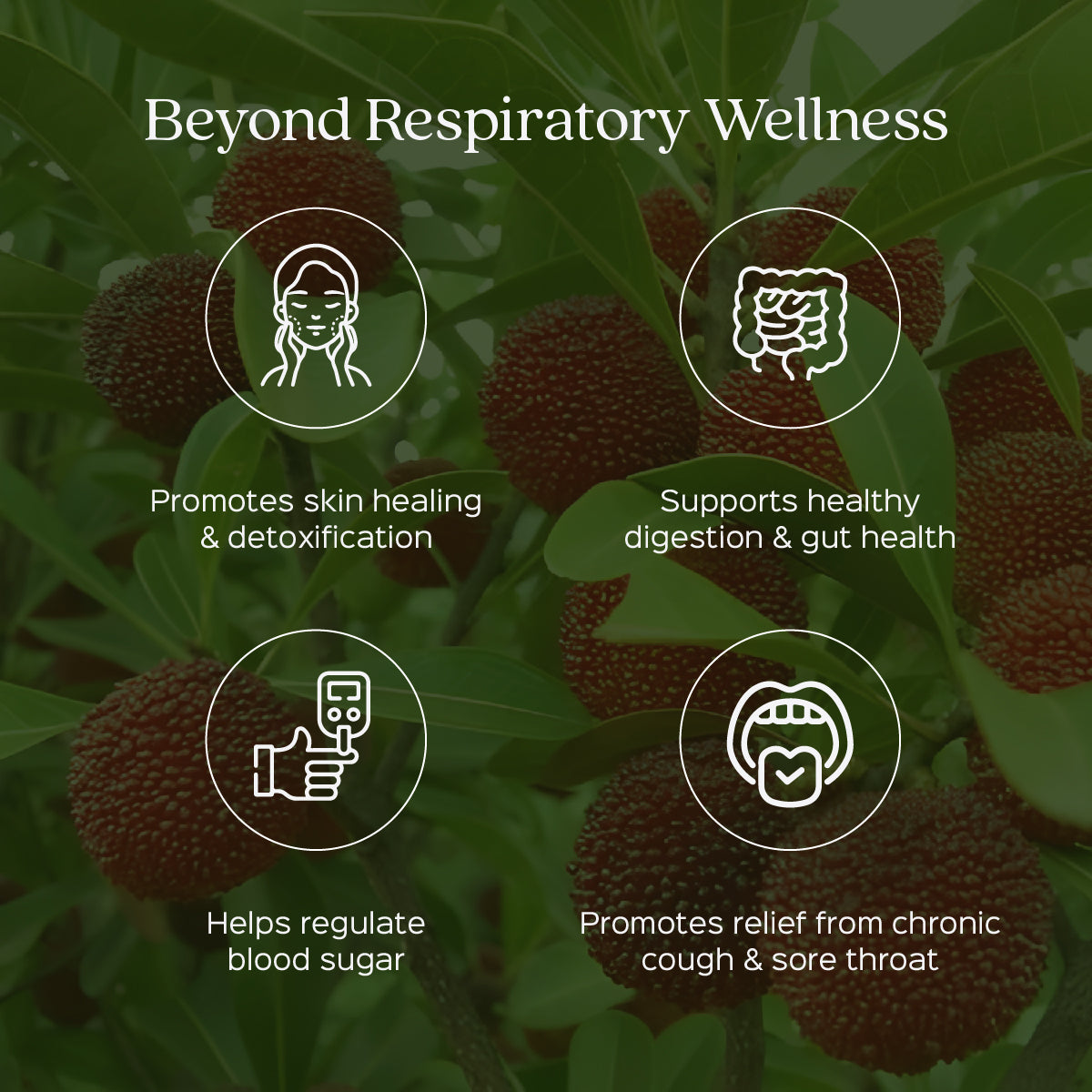 Kaiphal Powder  Myrica Nagi