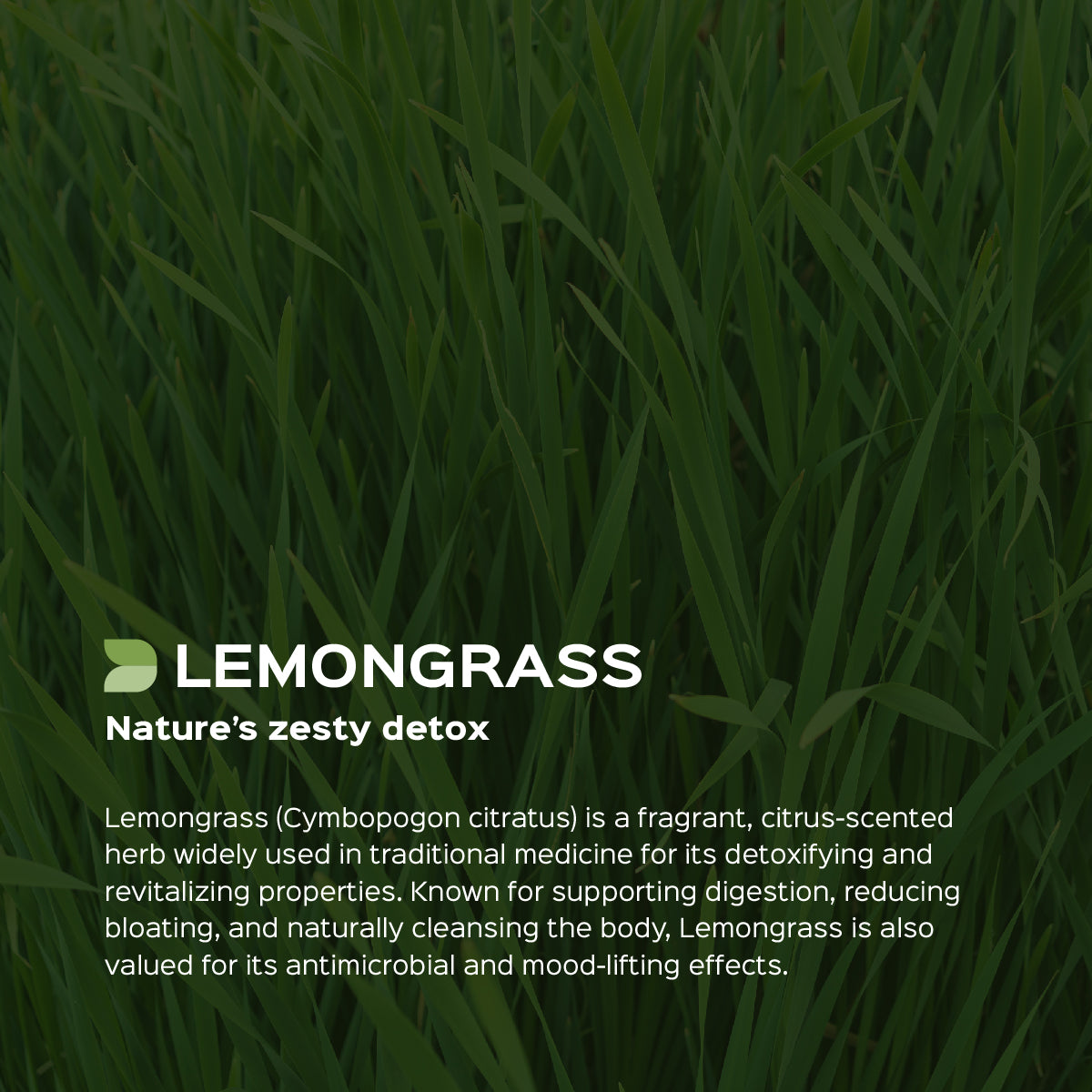 Lemongrass Leaves Powder Cymbopogon Citratus