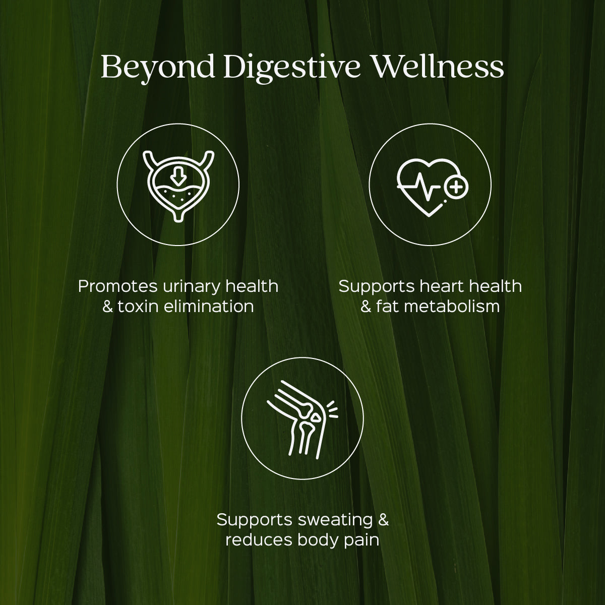 Lemongrass Leaves Powder Cymbopogon Citratus