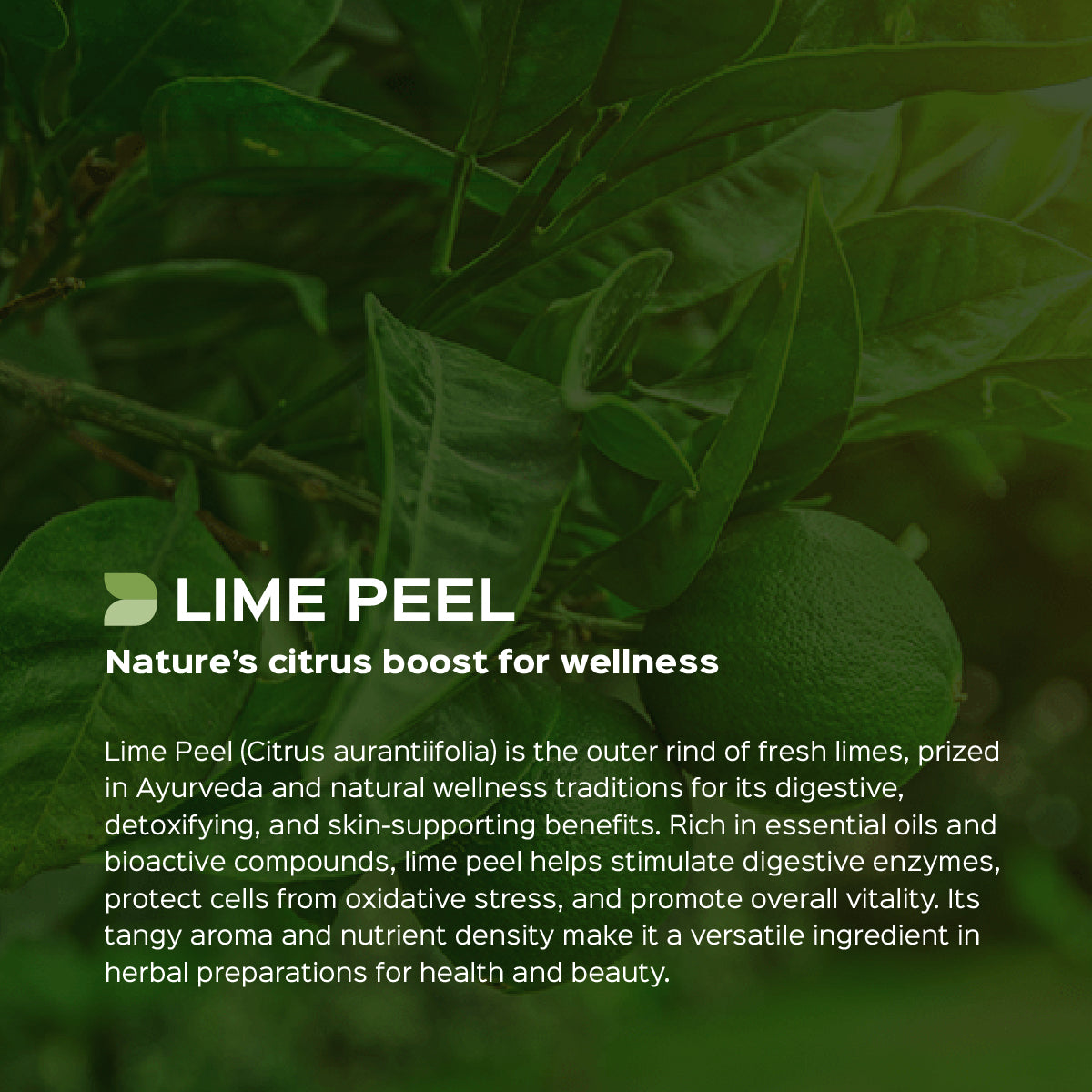Lime Peel Powder  Citrus Aurantifolia