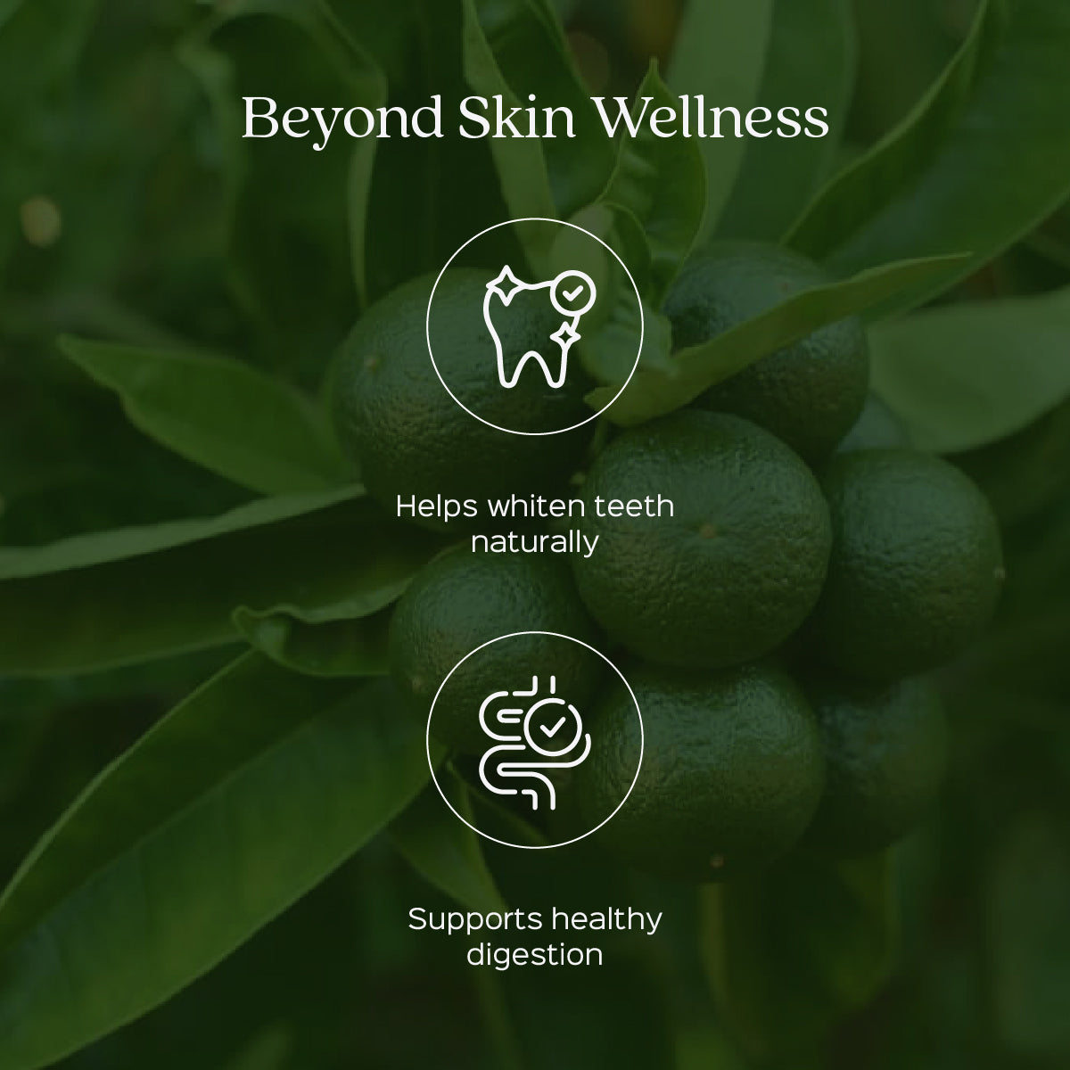 Lime Peel Powder  Citrus Aurantifolia