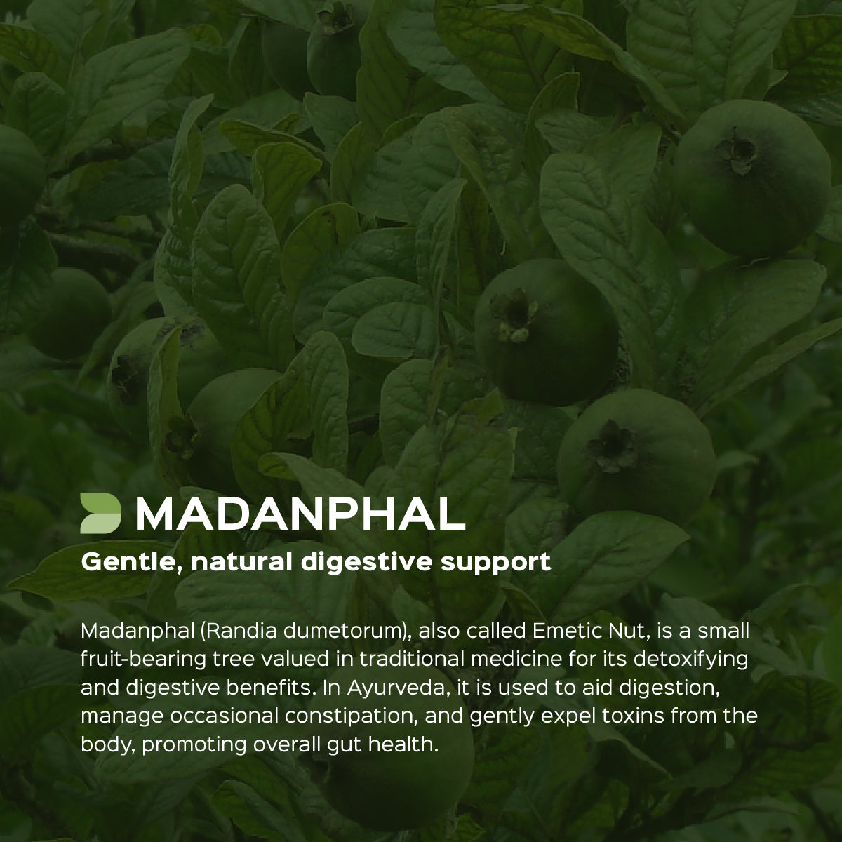 Madanphal Powder  Randia Dumetorum