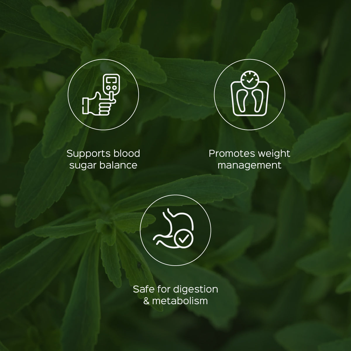 Stevia Leaves Powder  Stevia Rebaudiana