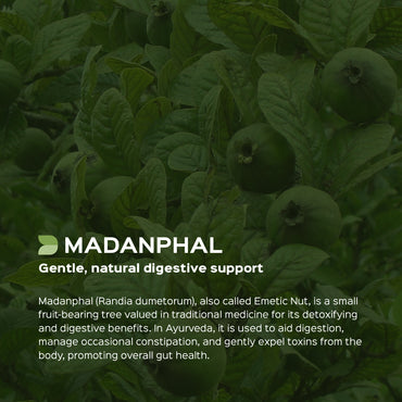 Madanphal Powder  Randia Dumetorum