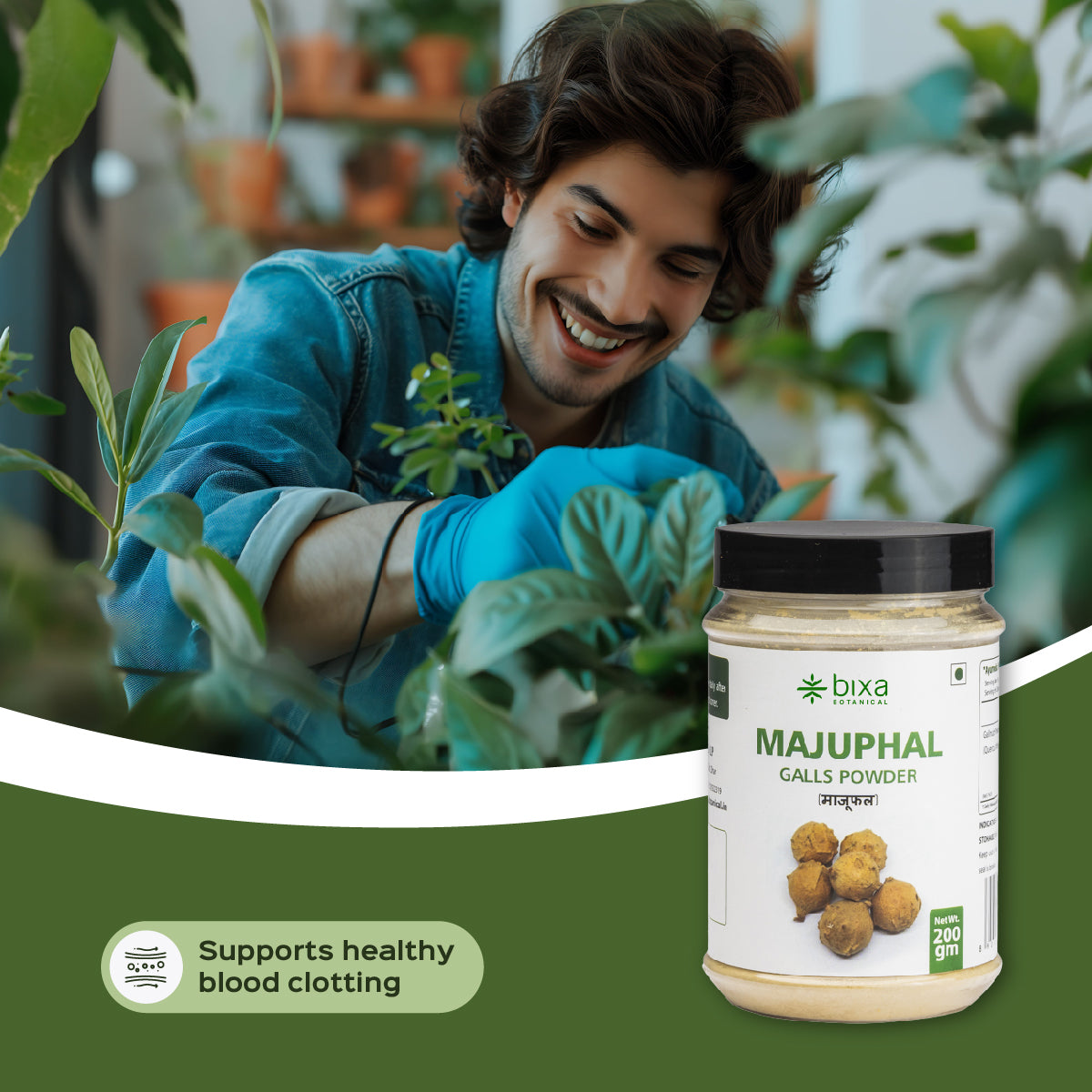 Majuphal / Oak galls Powder  Quercus infectoria