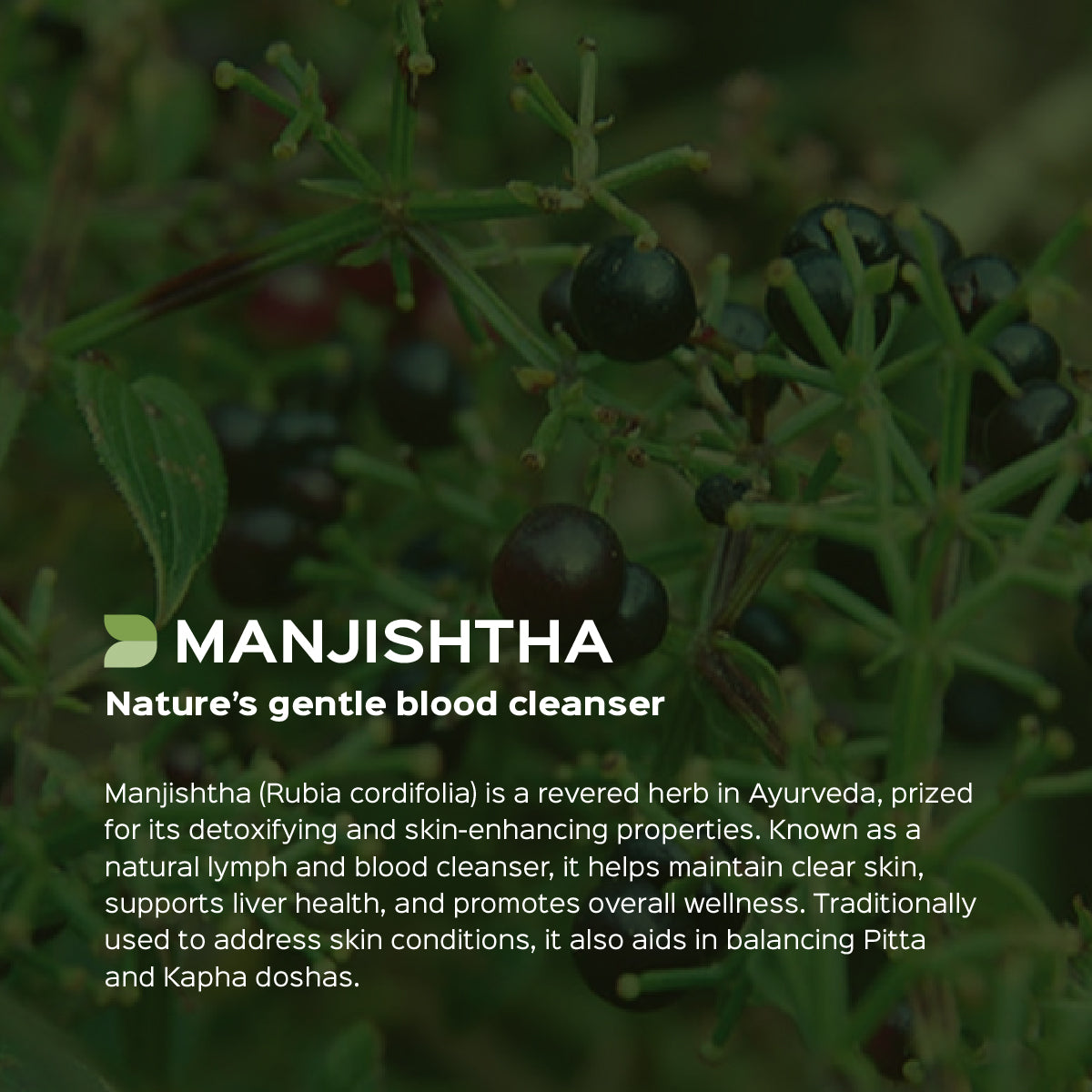Manjistha Root Powder  Rubia Cordifolia