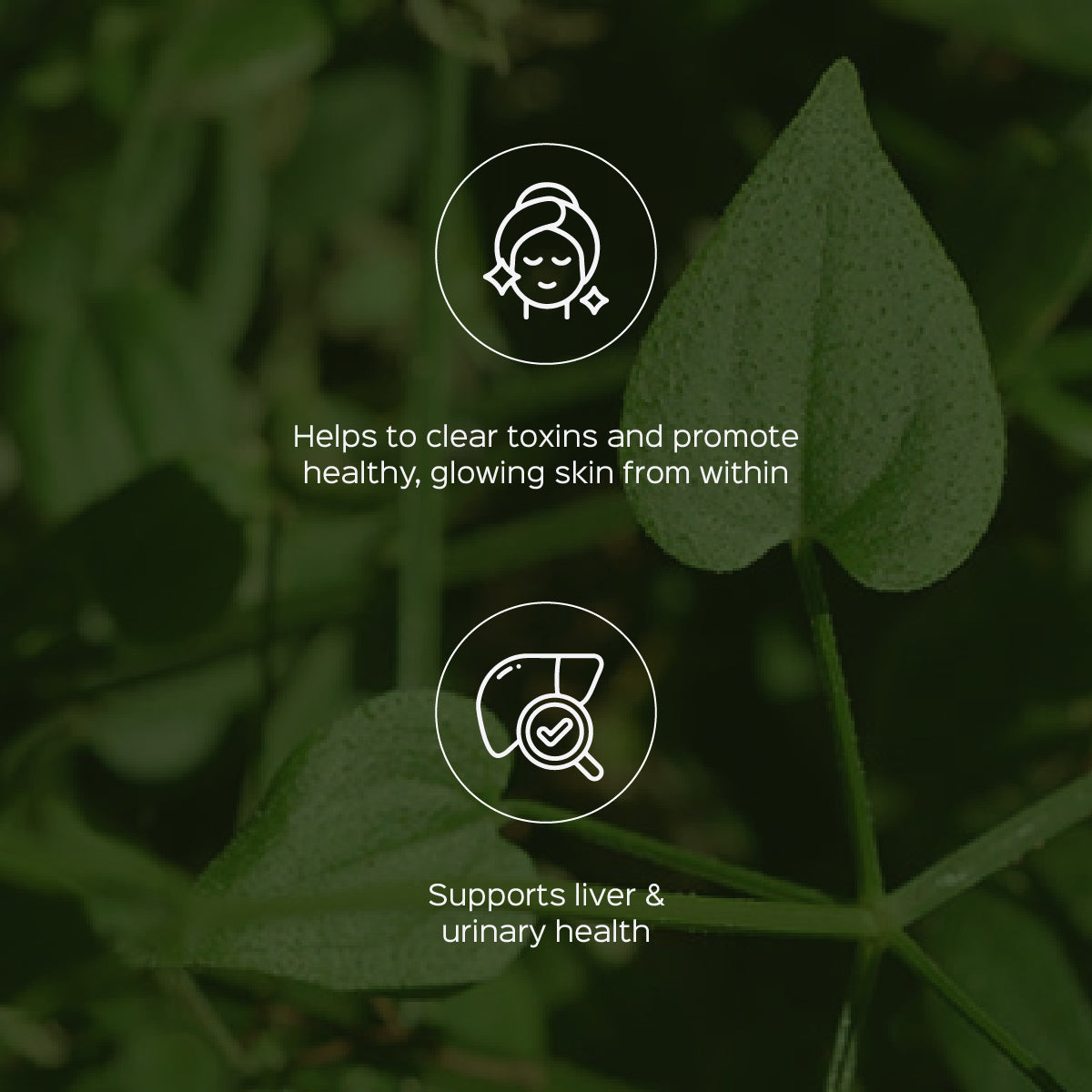 Manjistha Root Powder  Rubia Cordifolia