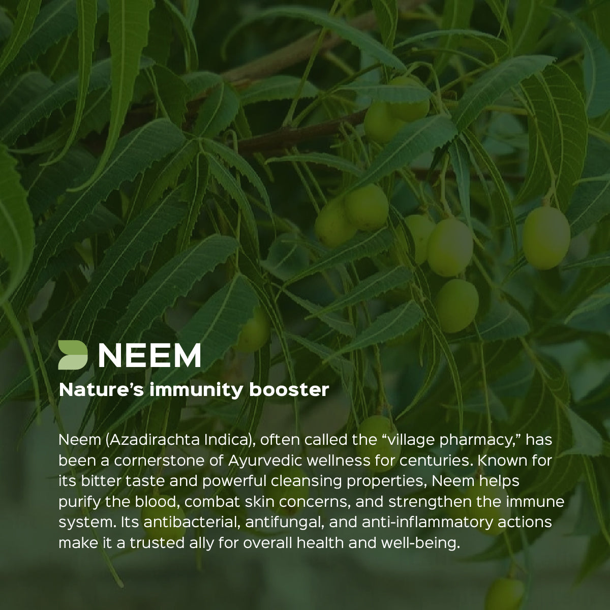 Neem Leaves Powder  Azadirchta indica