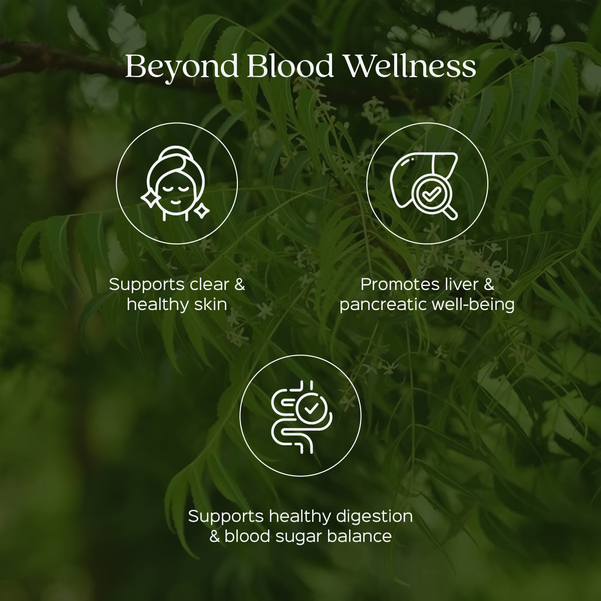 Neem Leaves Powder  Azadirchta indica