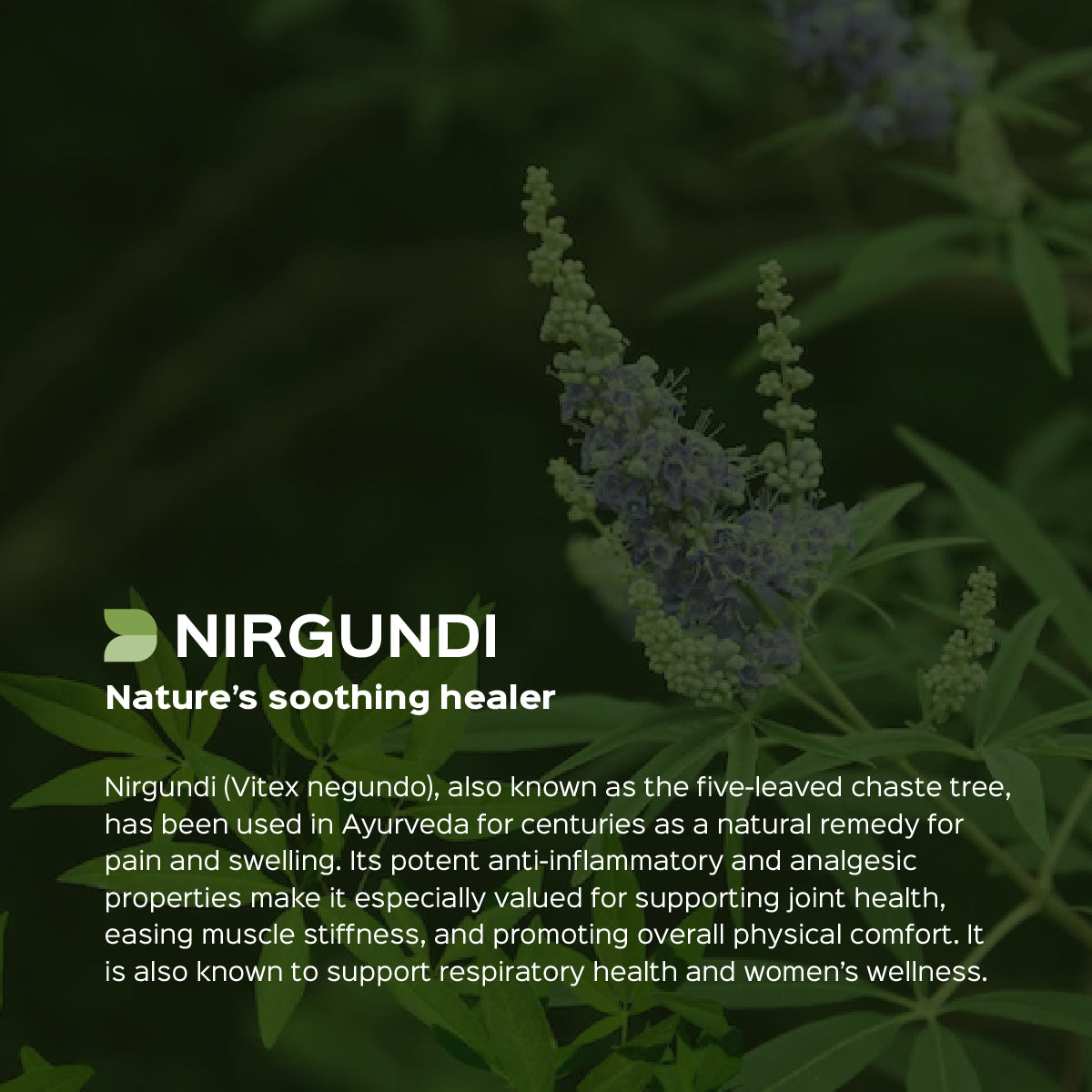 Nirgundi Leaves Powder  Vitex Negundo