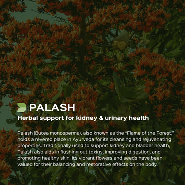 Palash Flower Powder  Butea Monosperma