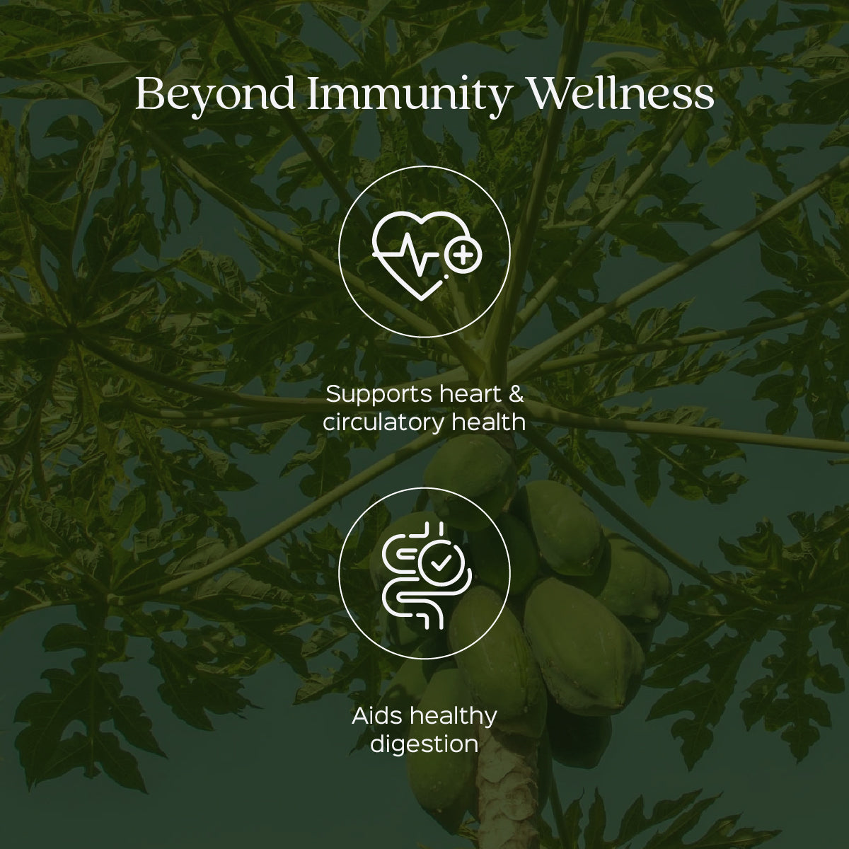 Papaya Leaves Powder  Carica papaya