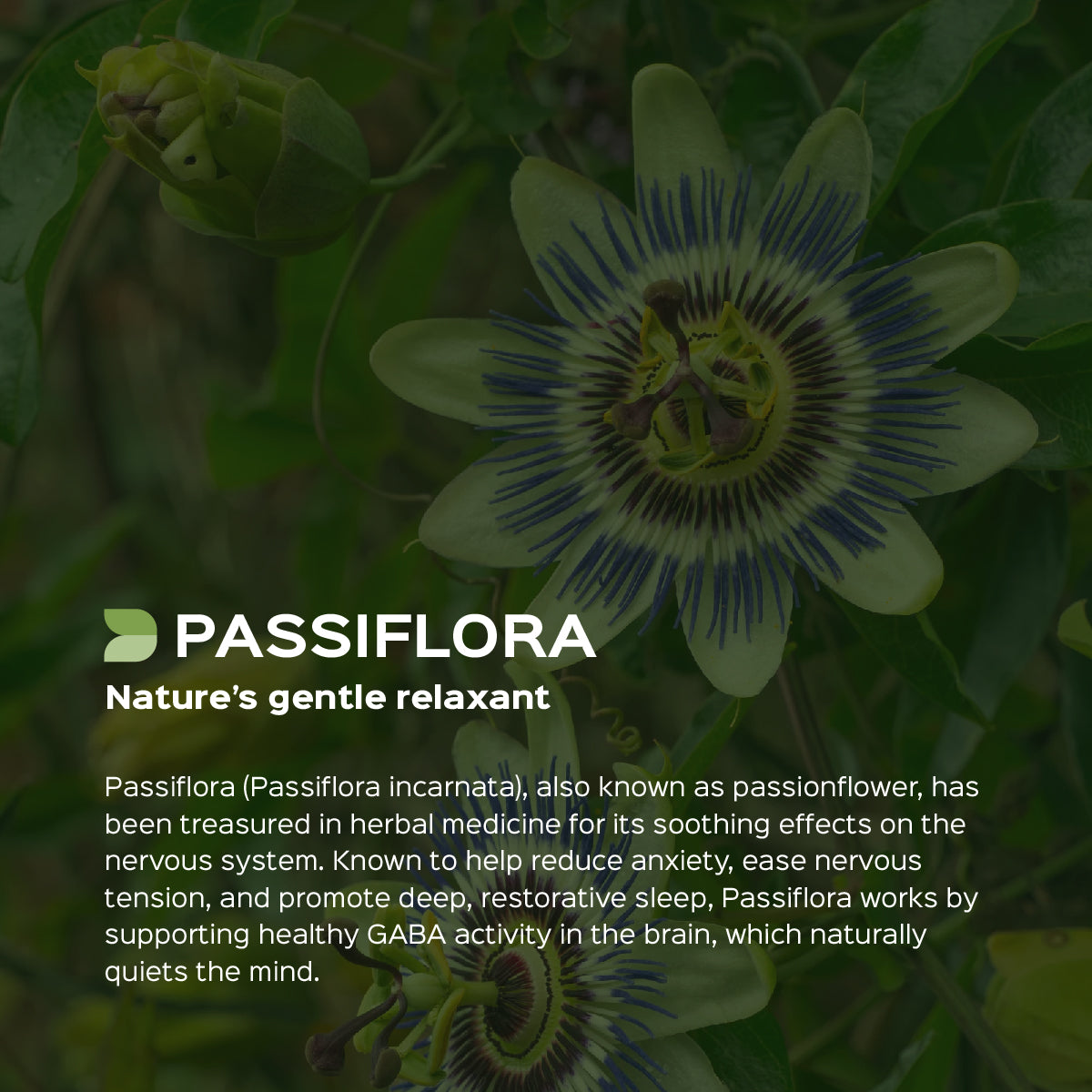 Passiflora Herb Powder Passiflora foetida