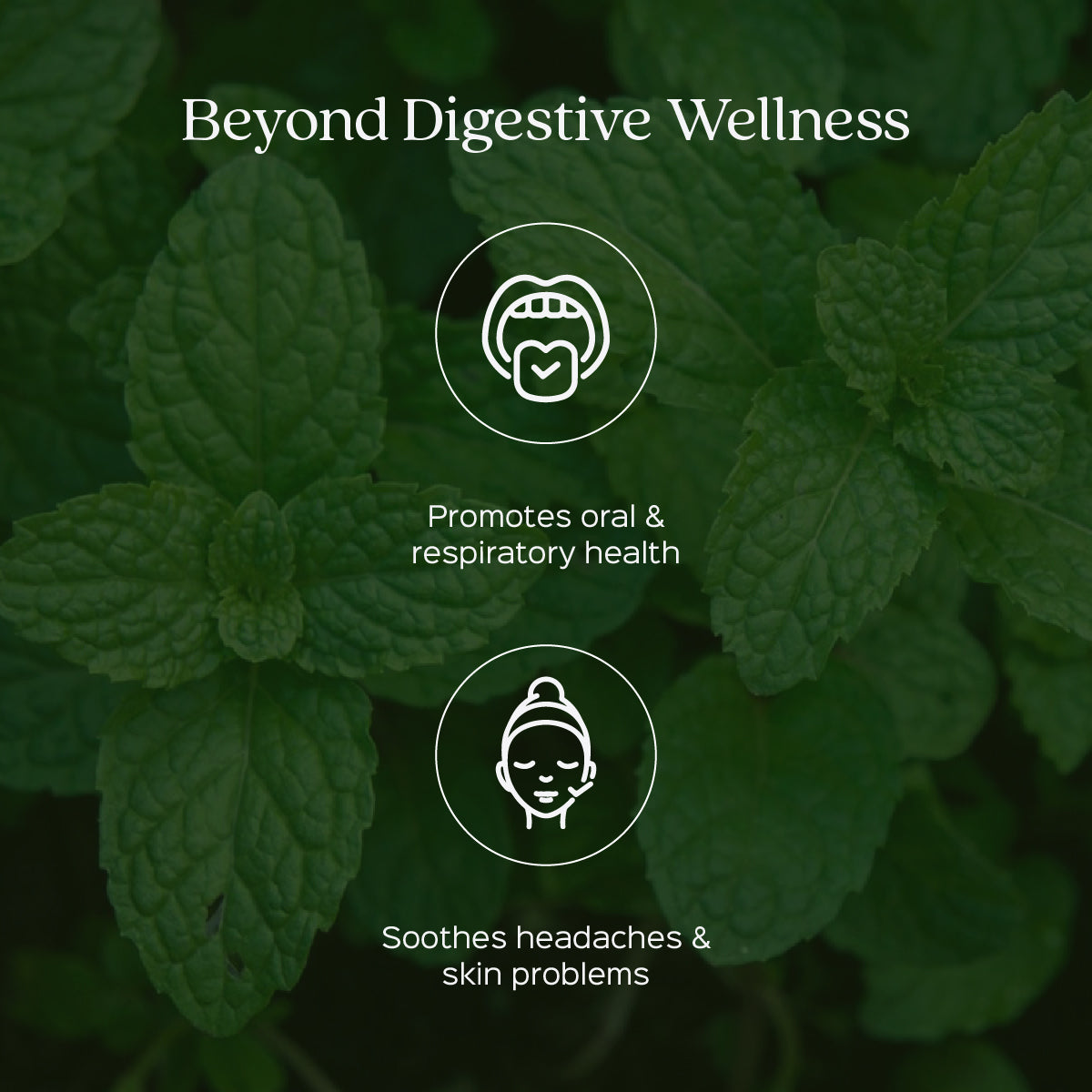 Peppermint Leaves Powder  Mentha Piperita