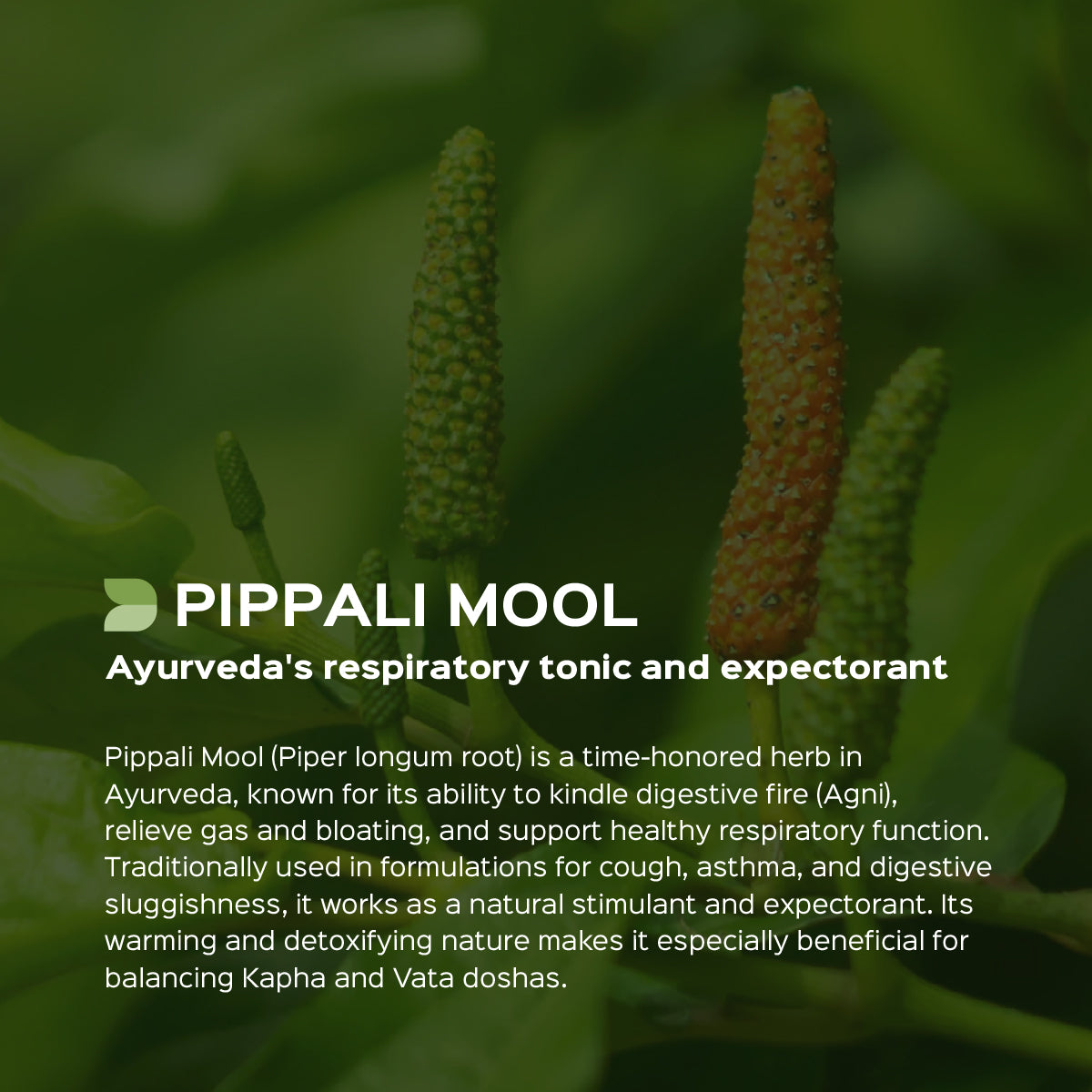 Pippali mool Powder  Piper longum Root