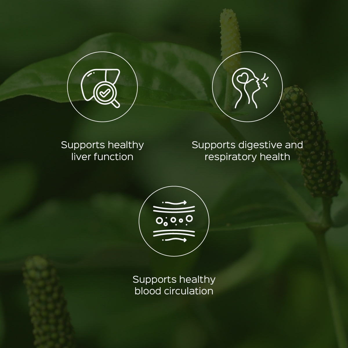 Pippali mool Powder  Piper longum Root