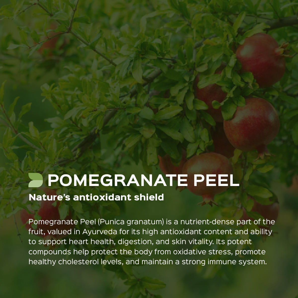 Pomegranate peel Powder  Punica Granatum | Natural Gut Health Supplement