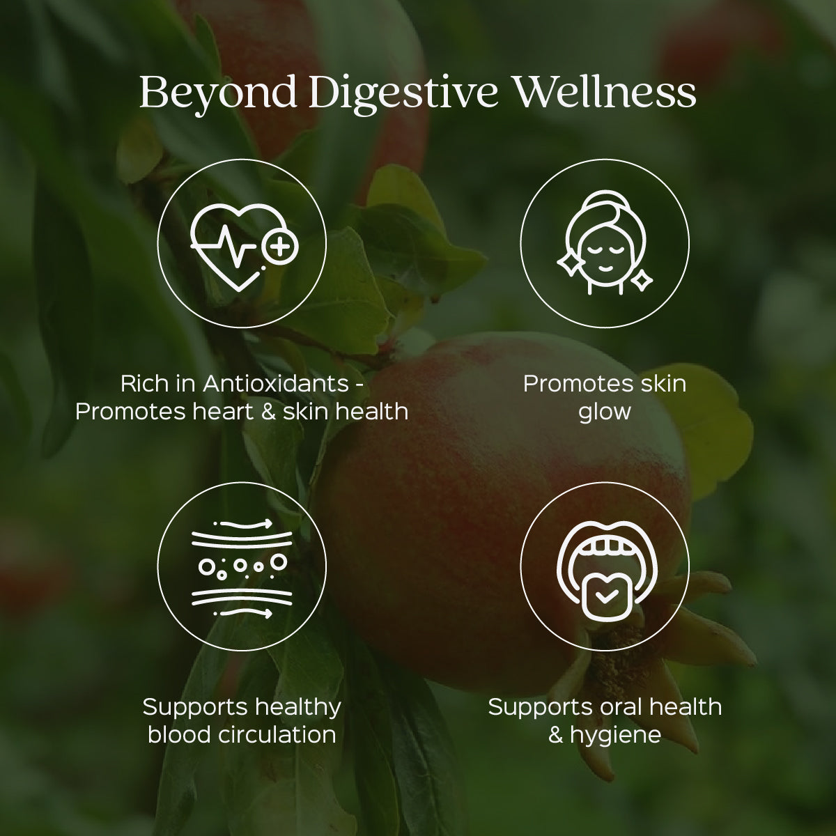 Pomegranate peel Powder  Punica Granatum | Natural Gut Health Supplement