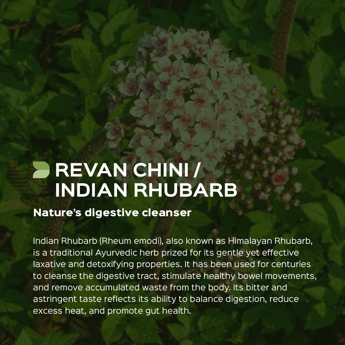 Revan Chini Powder  Rheum Emodi