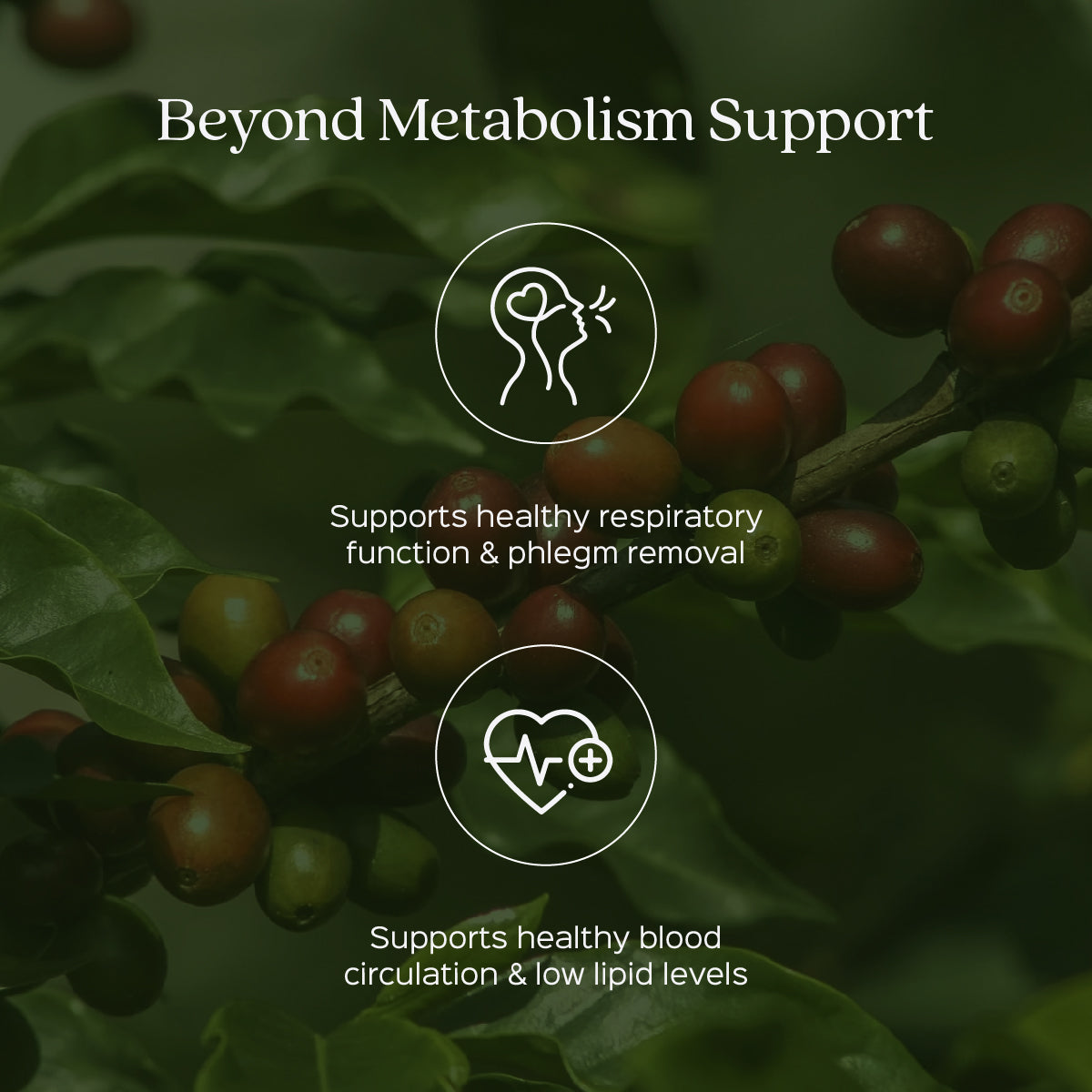 Green Coffee Beans Powder | Coffea Robusta