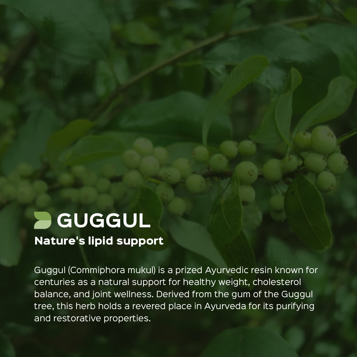 Guggul /Commiphora mukul Extract 60 Veg Capsules (450mg) 2.5% Guggulsterones